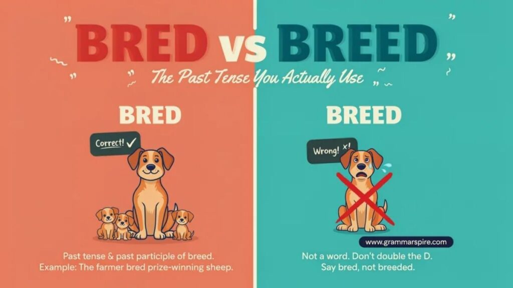 Bred vs Breeded Which Is Correct?