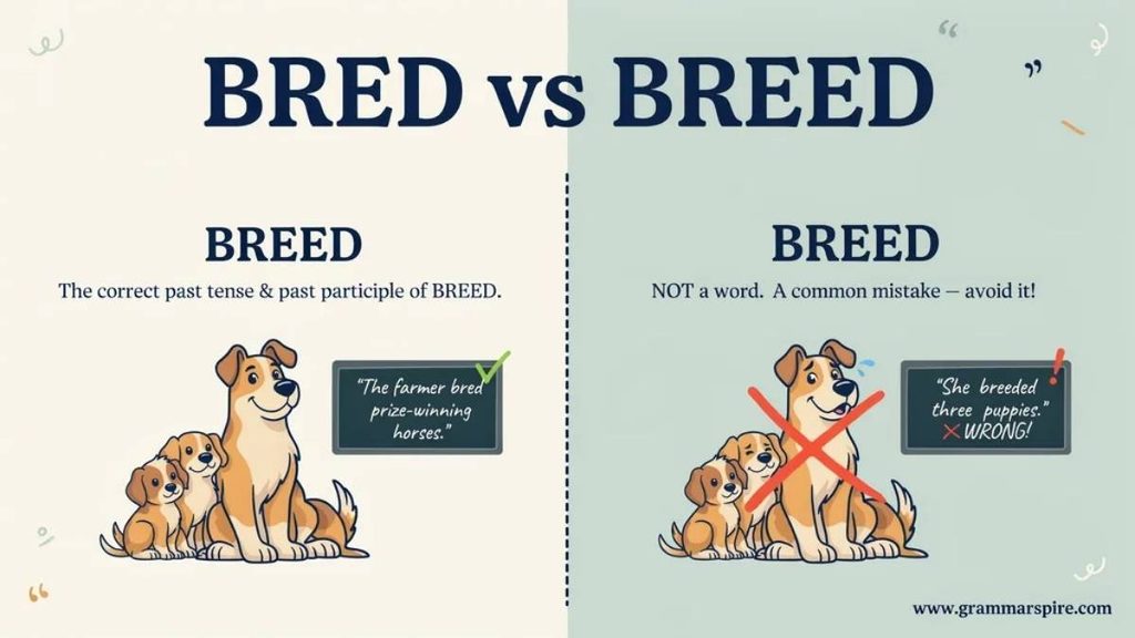 Breed, Bred, and Bred Understanding the Verb Forms